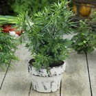 1000  Mugwort Seeds - Medicinal Culinary Perennial Herb Usa