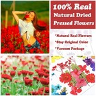 75 Pcs Red Dried Flowers Real Natural Pressed Leave Petals For Diy Resin Cand   