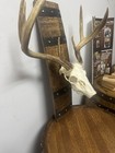 Rustic Barrel European Deer Skull Mounting Plaques
