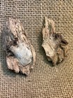 Dug Civil War Shot Bullet Encased In Wooden Tree Knot From Gravelly Run Virginia
