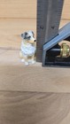 Australian Shepherd Mini Hand Painted Figurine