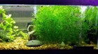  buy2get1 Free  Guppy Grass Najas Guadelupensis Live Aquatic Aquarium Plant A 