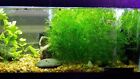 1 Cup Guppy Grass Live Aquarium Plant Buy 2 Get 1 Free