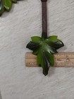 2 Replacement  Cuckoo Clock   Pendulums
