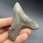 Angustidens Shark Tooth 3    Collector Quality Specimen South Carolina