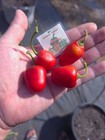 Mini Rocoto Red Pepper Seeds - Rare Capsicum Pubescens - Black Seeds