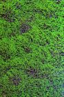 4x Frags Of Gsp Green Star Polyp Coral Perfect For Sand Bed Or Back Glass