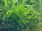 Dense Java Moss Clump     Thick Lush Aquarium Moss     Shrimp Safe Live Plant