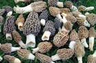 Morel Spore Grow Kit - Instructions Included - Garden Mushroom Vegetable Seed