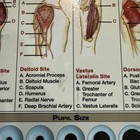 Nursing Folding Clipboard Sepsis Sirs Heart Rate Injection Sites Cheat Sheets