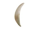 Ten  10  Natural Real Fox Canines Teeth  174-701  Y2j