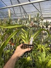 Pescatorea Lehmannii Large Flower Bloom Size Orchid Species