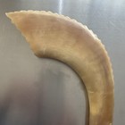 Vintage Jewish Natural Ram s Horn Shofar Judaica Judaism Jerusalem Hebrew Israel
