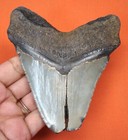 Megalodon Shark Tooth - Shark Teeth - Real Fossil - 4 10     - No Restorations