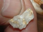 Oregon Gold Quartz Specimen  43 Gram Blue Mtns Gold