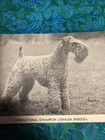 Kerry Blue Terrier Dog Vtg Postcard Champion Lisnalea Enbuska   Pedigre