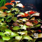 Ludwigia Repens Live Aquarium Plants   buy One Get One 50  Off  Potted