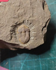 Exquisite Stone From The Cambrian Period Trilobite Stone From Guizhou