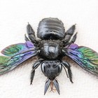 Carpenter Bee Natural Specimen Xylocopa Laptipes Tropical Iridescent Craft Decor