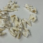 Lot Of 20 Real Coyote Molars Teeth Taxidermy Art Weird Odd Project Unqiue   0615