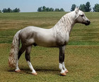 Peter Stone Model Horse Analusian Chip Cm Painted Dapple Grey Nr Free Shipping