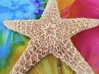 Beautiful Starfish Giant 12    Real Sea Star Beach Nautical D  cor Shells