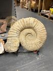 Natural Ammonite Fossil Cretaceous Agadir Morocco Large Uk Quick Postage