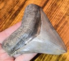 Bite Force  Huge Authentic Triangle Shaped Georgia  Megalodon Shark Tooth Fossil