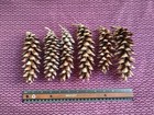 Lot Of 50 Pinecones 5-7  Large Eastern White Crafts Weddings Christmas Wreaths