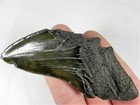 Megalodon Shark Tooth Partial Half Fossil Giant Ancient Piece Big Meg Serrated