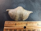 Devonian Brachiopod Cyrtospirifer Rudkinensis Ljaschenko Voronezh  Russia 2 1 2
