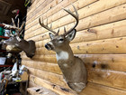 Shoulder Mount 11 Point  White Tail Deer Real Antler Buck Doe Taxidermy Wtd16