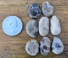 8 Small Unpolished Beautiful Michigan Petoskey Stones Jewelry 1 2  Beauties  M6