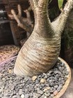 10cm Rare Live House Plant Pachypodium Rosulatum Wysiwyg Caudex Boutique