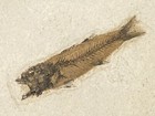 Big Mouth Rare 50 Million Year Old Mioplosus Fish Fossil From Wyoming 980gr