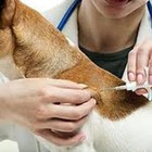 100pcs 1 25x7mm Smallest Pet Id Chip Tag Animal Microchip Syringe Fdx-b