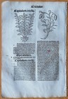 Post Incunable Leaf Hortus Sanitatis Woodcut Soldanella Scolopendria - 1511