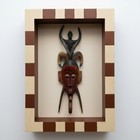 Appraised  Vintage African Guru Mask