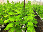 Burpless Cucumber Seeds - 90  Count - English Heirloom For 2025 Planting