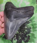 Megalodon Sharks Tooth 5 5 16  Inch Very Nice No Restorations Fossil Teeth