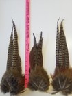 Pheasant Tail Feathers  3  Butt Ends South Dakota Salt Dried Crafts Taxidermy