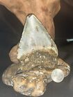 4 53 Inch Real Megalodon Shark Tooth Big Fossil Genuine Prehistoric Meg Teeth