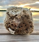 Natural Sea Sponge 8   x9    Ocean Beach Coastal Decor Art