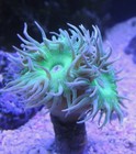 Live Coral Duncan Ultra Green 3 Polyp Frag Reef Tank   Saltwater
