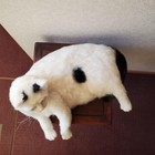 Handmade Wool Felt Cat White Figurine Needle Felted Japan Cute