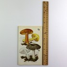 10 Vintage Mushroom Prints 1975 Field Guide Illustrations Junk Journal Art 5x7