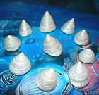 Ten  10  Pearl Tectus Stellatus Sea Shells 1-1 4 To 1-1 2 Beach Decor Craft