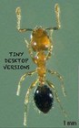 200 w Garden Art Desktop Wall Ant Figurines 2-4 Multi Queen Set For Display Only