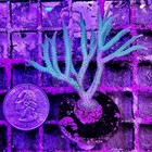 Green Ponape Birdsnest Live Coral Frag Free Shipping 