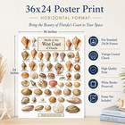 Florida Gulf Coast Shells Unframed Poster 24x36 - Seashell Id Chart